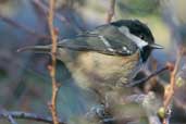 Coal Tit, Edinburgh, Scotland, December 2003- click for larger image