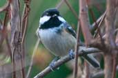 Coal Tit, Edinburgh, Scotland, February 2004 - click for larger image