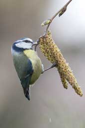 Blue Tit, Edinburgh, Scotland, April 2005 - click for larger image