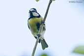 Blue Tit, Ourika Valley, Morocco - click for larger image