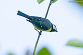 Blue Tit, Ourika Valley, Morocco - click for larger image