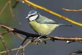 Blue Tit, Edinburgh, Scotland, February 2003 - click for larger image