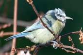 Blue Tit, Edinburgh, Scotland, January 2004 - click for larger image