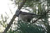 Crested Tit, Carrbridge, Scotland, September 2002 - click for larger image