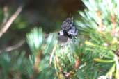 Crested Tit, Carrbridge, Scotland, September 2002 - click for larger image