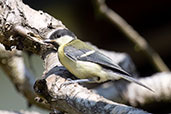 Great Tit, Monks Eleigh, Suffolk, July 2015 - click for larger image