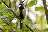 Great Tit, Wolves Wood, Suffolk, May 2021 - click for larger image