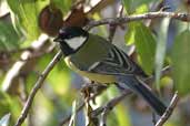 Great Tit, Delphi, Greece, November 2002 - click for larger image