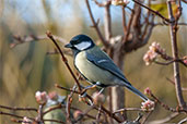 Great Tit, Edinburgh, Scotland, November 2003 - click for larger image