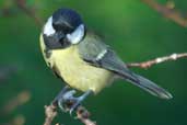 Great Tit, Edinburgh, Scotland, January 2004 - click for larger image