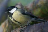 Great Tit, Edinburgh, Scotland, February 2004 - click for larger image