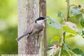 Marsh Tit, Monks Eleigh, Suffolk, England, August 2007 - click for larger image