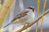 Male House Sparrow, Edinburgh, Scotland, March 2005 - click for larger image