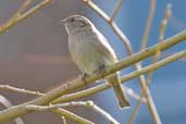 Female House Sparrow, Edinburgh, Scotland, March 2005 - click for larger image