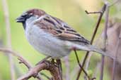 Male House Sparrow, Edinburgh, Scotland, March 2005 - click for larger image