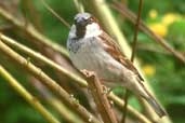 Male House Sparrow, Edinburgh, Scotland, April 2002 - click for larger image