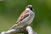 Male House Sparrow, Monks Eleigh, Suffolk, England, May 2015 - click for larger image