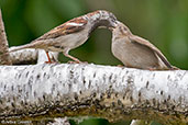 Male House Sparrow, Monks Eleigh, Suffolk, England, July 2015 - click for larger image