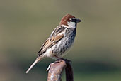 Spanish Sparrow, Monfrague NP, Spain, March 2018 - click for larger image