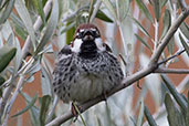 Spanish Sparrow, Monfrague NP, Spain, March 2018 - click for larger image