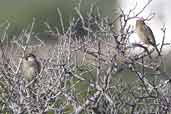 Spanish Sparrow, Xerocampos, Crete, October 2002 - click for larger image