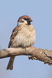 Tree Sparrow, Barcelona, Spain, May 2022 - click for larger image