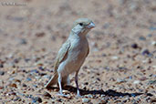 Desert Sparrow, Merzouga, Morocco, April 2014 - click for larger image