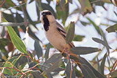 Desert Sparrow, Merzouga, Morocco, April 2014 - click for larger image