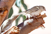 Desert Sparrow, Merzouga, Morocco, April 2014 - click for larger image