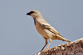Desert Sparrow, Merzouga, Morocco, April 2014 - click for larger image