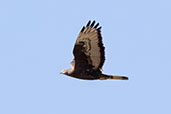 European Honey-buzzard, Andalucia, Spain, May 2022 - click for larger image