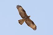 European Honey-buzzard, Catalunya, Spain, May 2022 - click for larger image