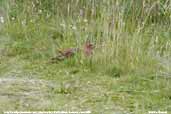 Grey Partridge, Aberlady Bay, Scotland, June 2005 - click for larger image