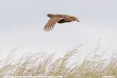 Grey Partridge, Aberlady Bay, Scotland, June 2005 - click for larger image