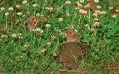 Grey Partridge, Musselburgh, Scotland, October 2001 - click for larger image