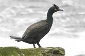 Shag, Mousa, Shetland, SCotland, May 2004 - click for larger image