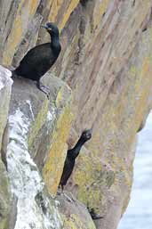 Shag, Mousa, Shetland, SCotland, May 2004 - click for larger image