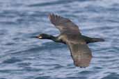 Shag, North Rona, Scotland, May 2005 - click for larger image