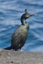 Shag, North Rona, Scotland, May 2005 - click for larger image