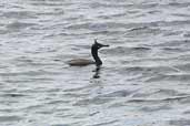 Shag, Orkney, Scotland, May 2003 - click for larger image