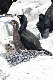 Shag with chick, Farne Islands, England, June 2003 - click for larger image
