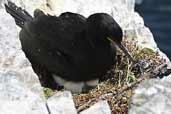 Shag, Farne Islands, England, June 2003 - click for larger image