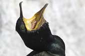 Shag, Farne Islands, England, June 2003 - click for larger image