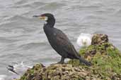 Cormorant, Gosford Bay, East Lothian, Scotland, June 2005 - click for larger image