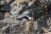 Great Cormorant, Thimphu, Bhutan, March 2008 - click for larger image