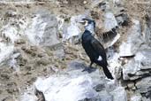 Great Cormorant, Thimphu, Bhutan, March 2008 - click for larger image