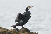 Cormorant in breeding plumage, Gosford Bay, East Lothian, Scotland, June 2002 - click for larger image