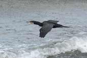 Cormorant, Aberlady Bay, East Lothian, Scotland, June 2002 - click for larger image