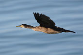 Cormorant, Aberlady Bay, East Lothian, Scotland, September 2002 - click for larger image