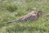 Female Pheasant, Lammermuir Hills, Scotland, amy 2005 - click for larger image